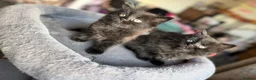 Mixed Breed cats for sale: Two Adorable Black Siberian Kittens for sale.  - Advert 4