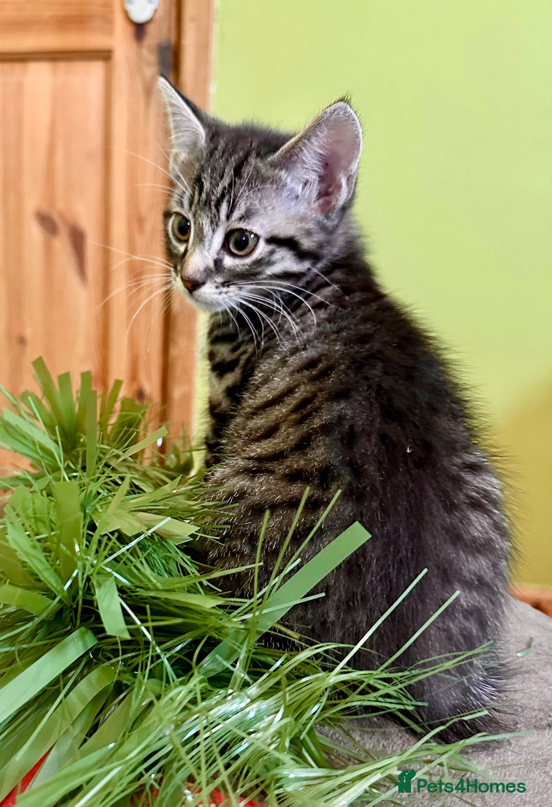 Mixed Breed cats for sale: Kittens from half Siamese mum - Advert 30