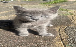 Mixed Breed cats for sale: 3 2 month old TORTIE x BRITISH SHORTHAIR KITTENS - Image 18