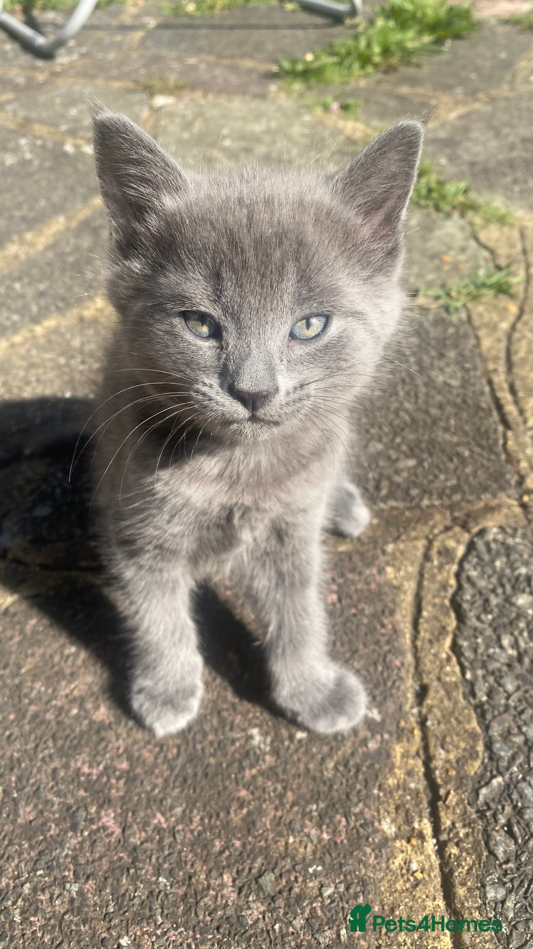 Mixed Breed cats for sale: 3 2 month old TORTIE x BRITISH SHORTHAIR KITTENS - Image 18