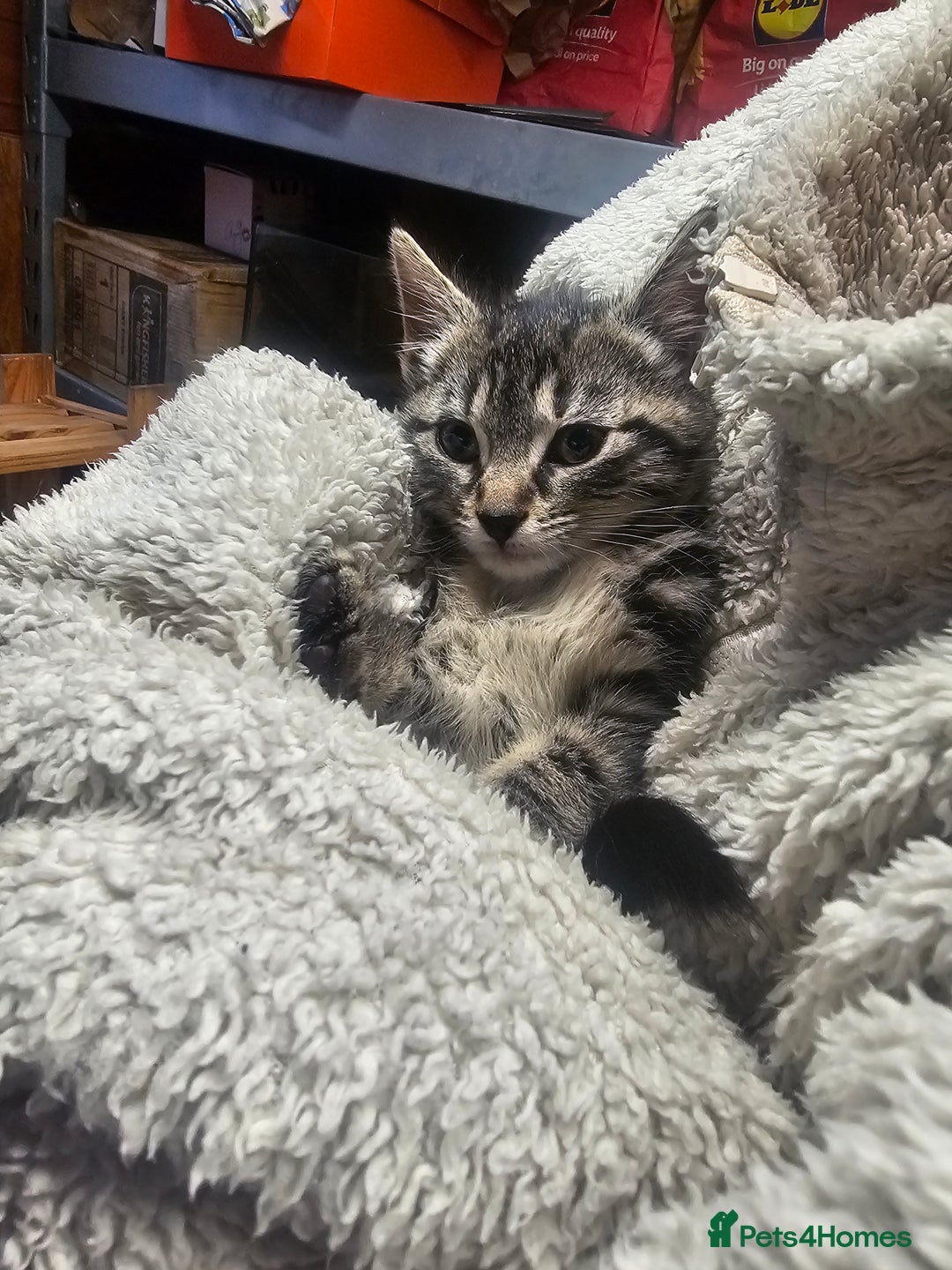 Mixed Breed cats for sale: 4 Gorgeous Bombay-Heritage Kittens- Litter Trained - Advert 34