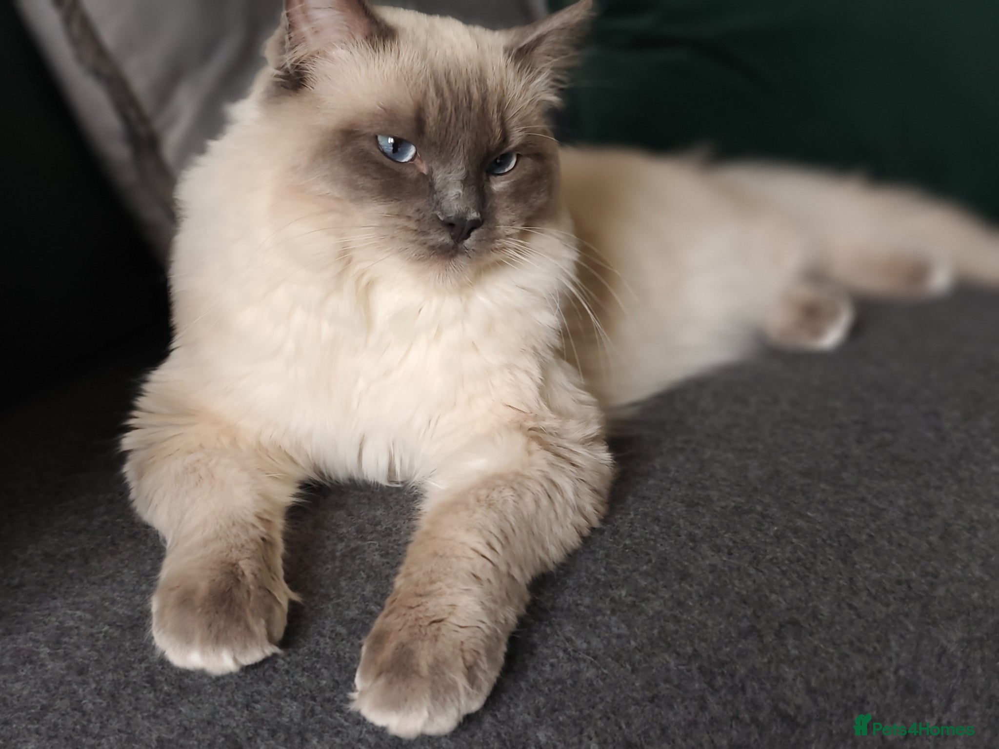 Ragdoll cats for sale: Beautiful Blue Point Ragdoll – 1 Year Old - Advert 6