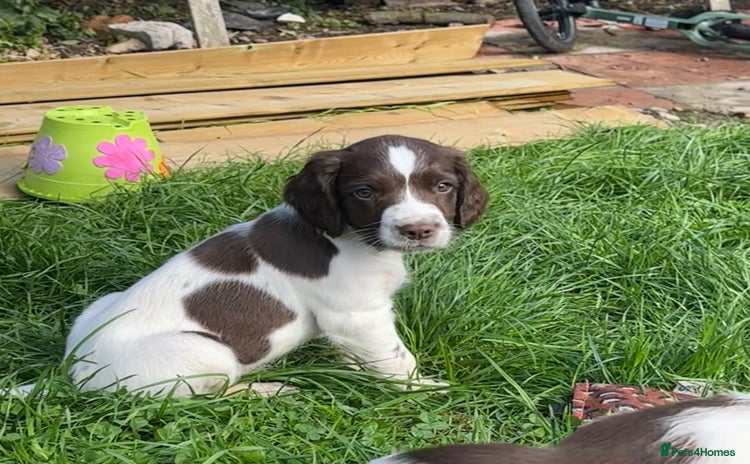 English Springer Spaniel dogs - Advert 6