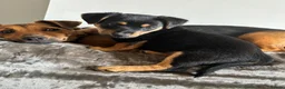 Jack Russell dogs for sale: 🐾1 Merle Jack Russell Girl & 1 black & tan boy  - Advert 5