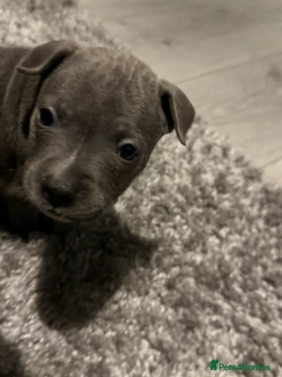 Staffordshire Bull Terrier dogs for sale: 1 female  Blue Staffordshire bull terrier staffy - Advert 33