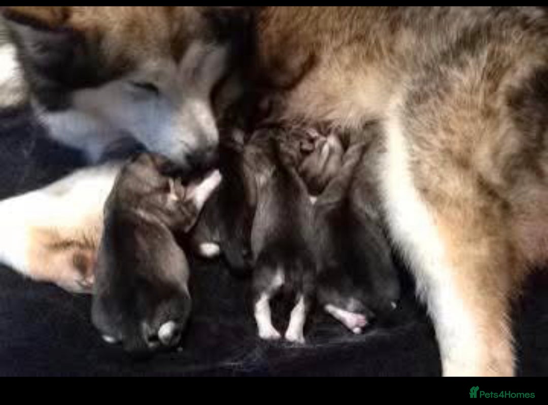 Alaskan Malamute dogs for sale: KC registered Puppies Available - Image 7