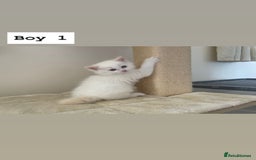 Ragdoll cats for sale: Four beautiful Ragdoll kittens available 🐾 - Image 10