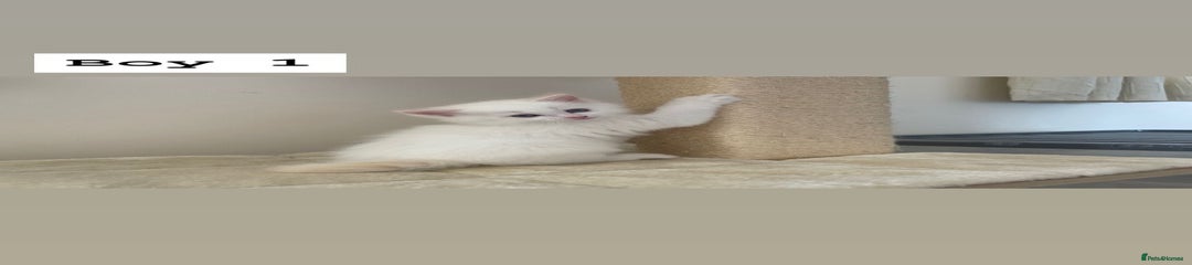 Ragdoll Kitten 1
