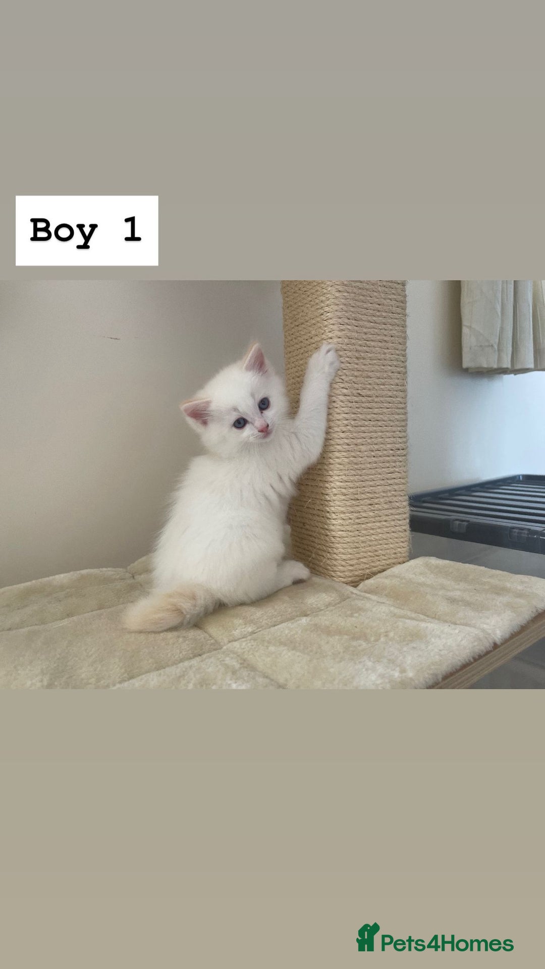 Ragdoll cats for sale: Four beautiful Ragdoll kittens available 🐾 - Image 10