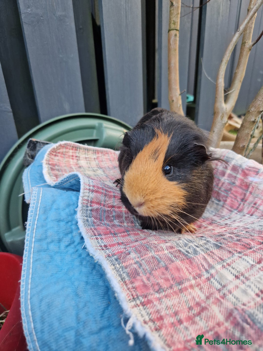 Guinea Pig rodents for sale: Beautful female guineapig  - Advert 9