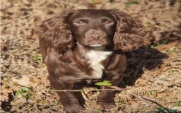 Cocker Spaniel dogs for sale: Lovely litter of working cocker spaniels  - Image 3