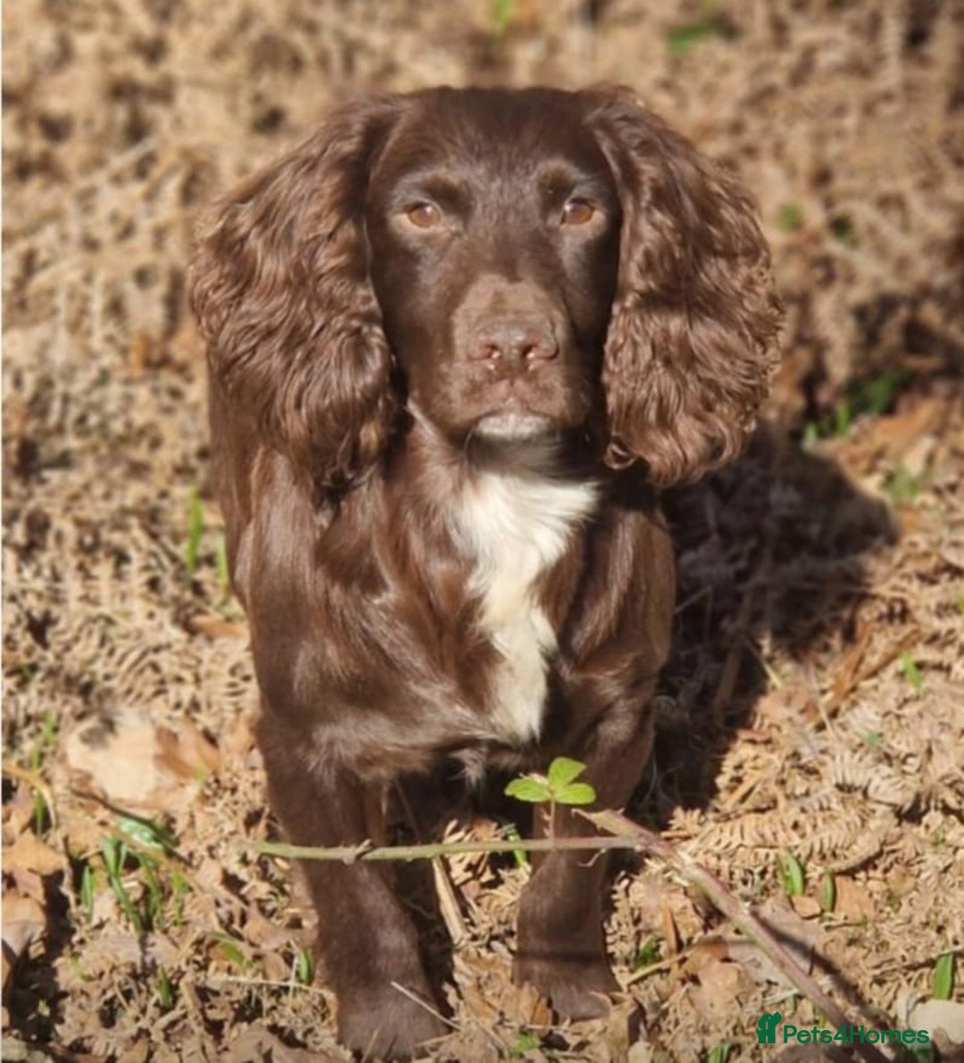 Cocker Spaniel dogs for sale: Lovely litter of working cocker spaniels  - Image 3