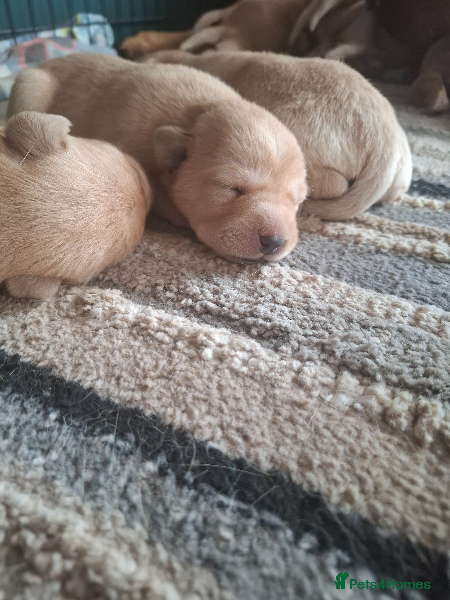 Labrador Retriever dogs for sale: KC Reg Labrador Pups in Newton Abbot - Advert 8