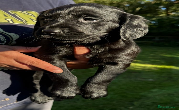 Mixed Breed dogs - Advert 1