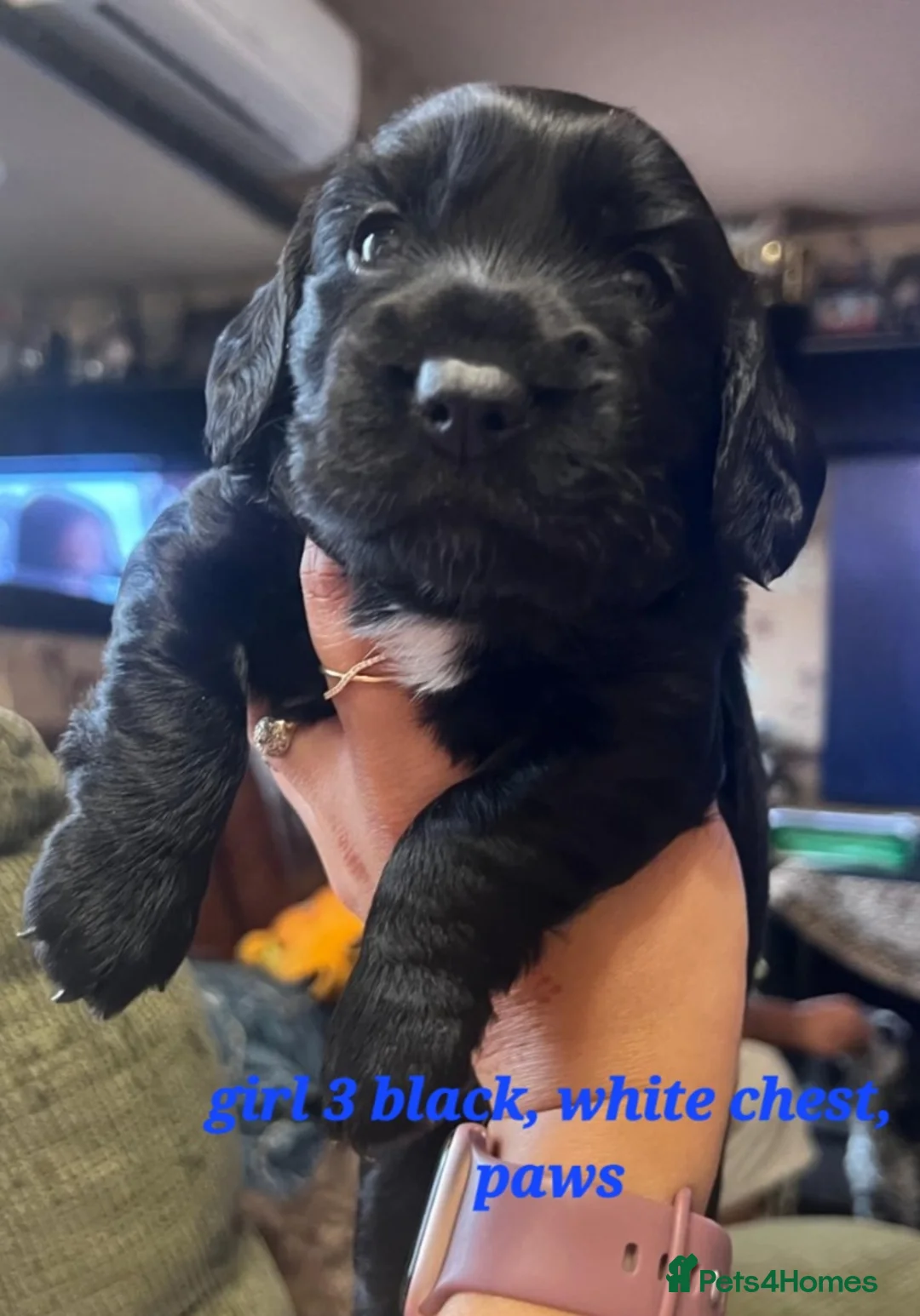 Cockapoo dogs for sale: ALAYKA our lovely Merle cockapoo has given birth. - Advert 2