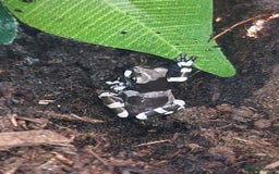 Frog reptiles for sale: Amazon Milk Frog babies - Image 4