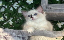 Ragdoll cats for sale: TICA, DNA tested, 5 gen pedigree  - Image 19