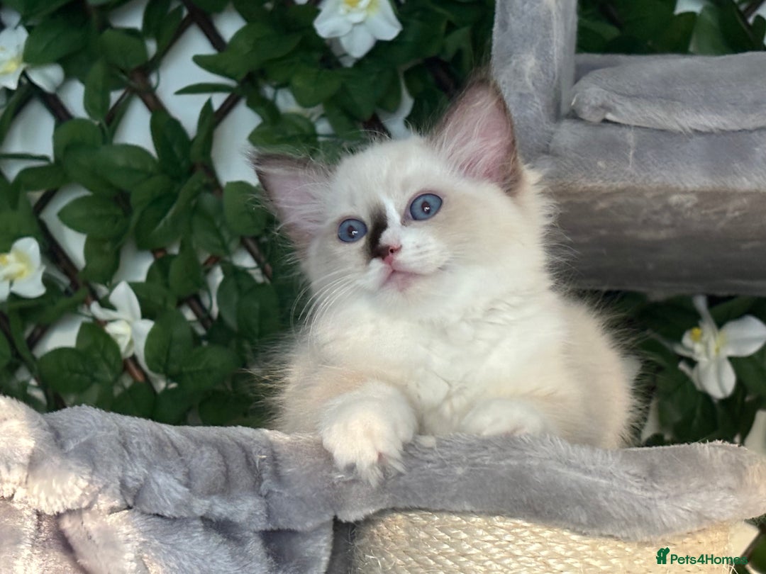 Ragdoll cats for sale: TICA, DNA tested, 5 gen pedigree  - Image 19