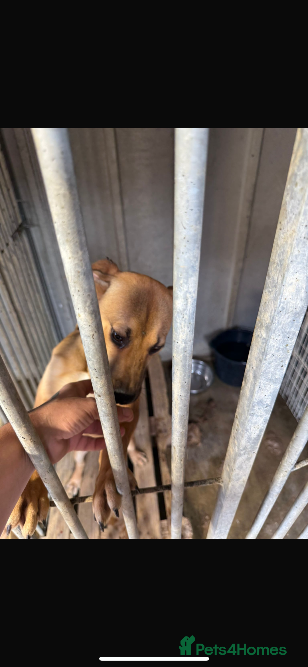 Mixed Breed dogs for sale: ROXY AND HAZARD FEMALES ASBO MALE  - Image 4