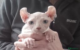 Sphynx cats for sale: Purebred Sphinx available.  - Image 10