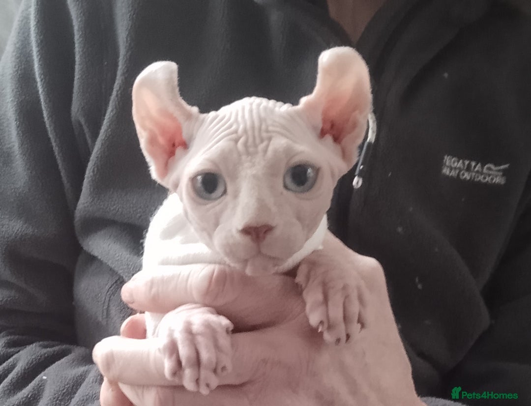 Sphynx cats for sale: Purebred Sphinx available.  - Image 10