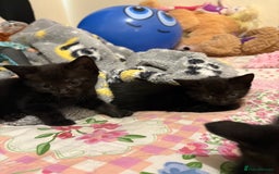 Mixed Breed cats for sale: Kittens  - Image 3