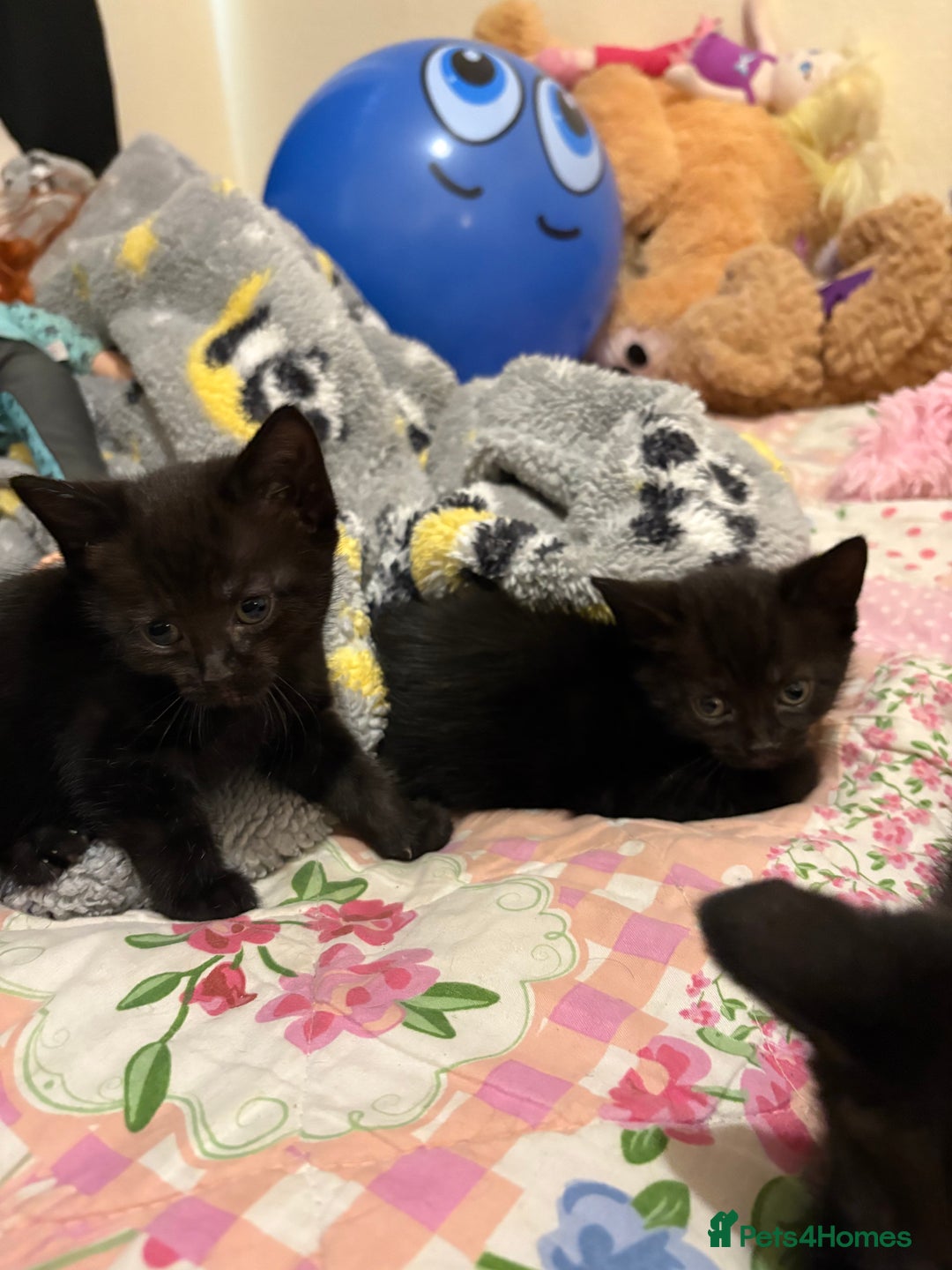 Mixed Breed cats for sale: Kittens  - Image 3