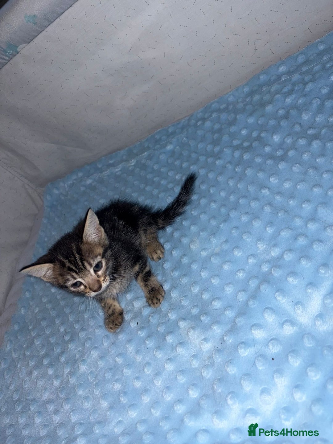 Mixed Breed cats for sale: Lovely tabbies tuxedo and grey tabbies  - Advert 8