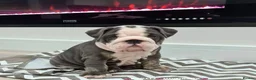 English Bulldog dogs for stud: Uncle Fester in Manchester - Advert 16