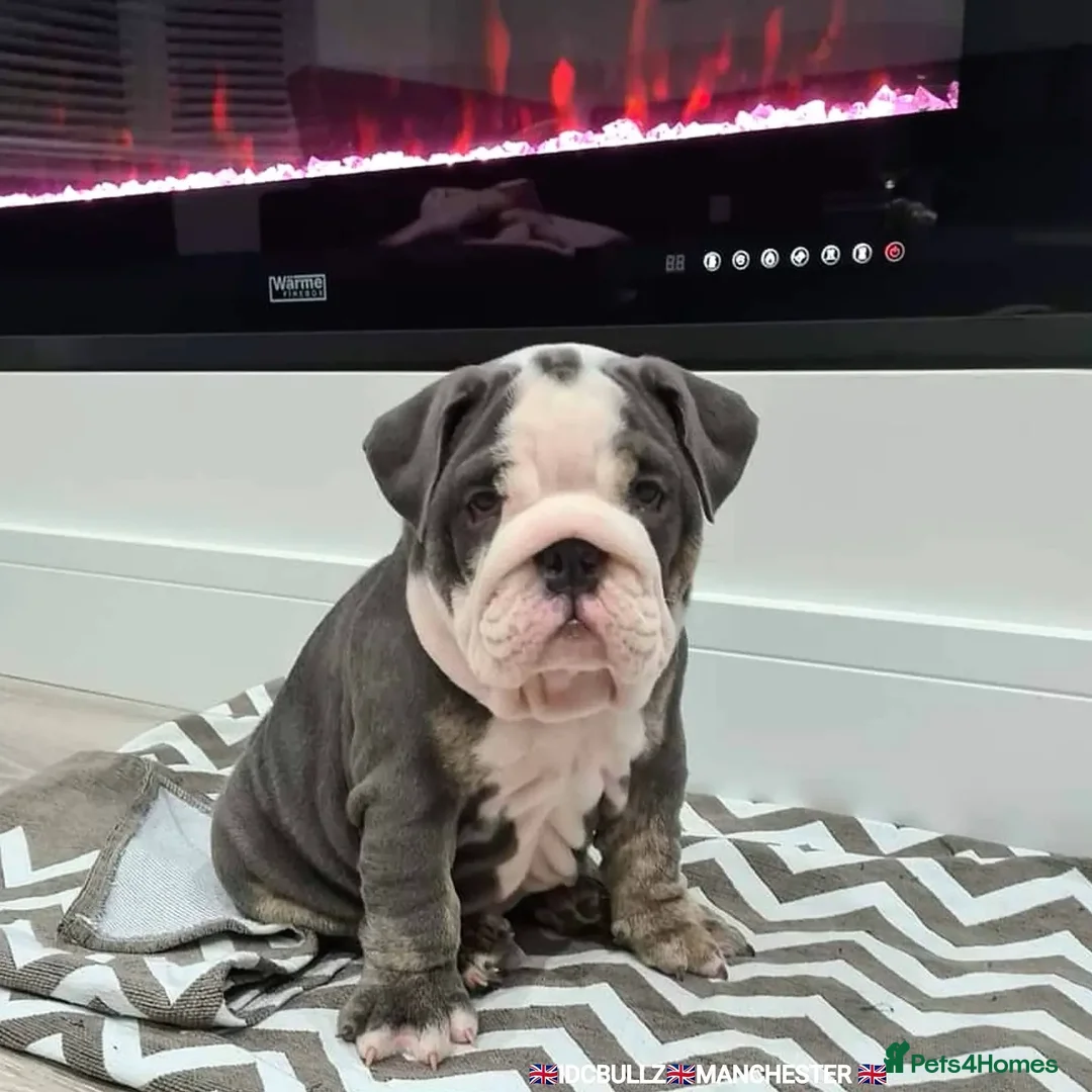 English Bulldog dogs for stud: Uncle Fester in Manchester - Advert 16