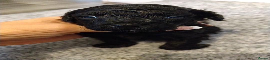 Poochon Puppy 1 #curlytots