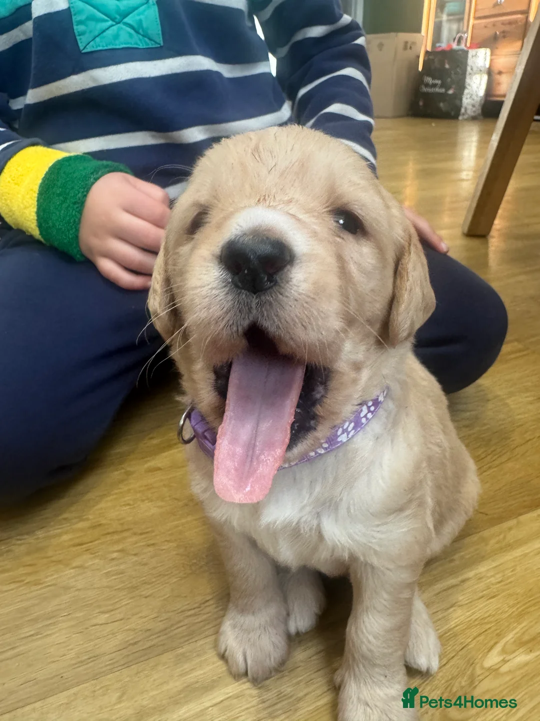 Labradoodle dogs for sale: Labradoodle F1 Puppies Health Tested Parents   - Advert 14