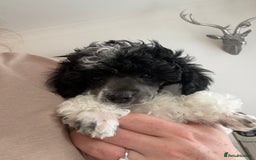 Toy Poodle dogs for sale: Rare parti poodle puppies - Image 10