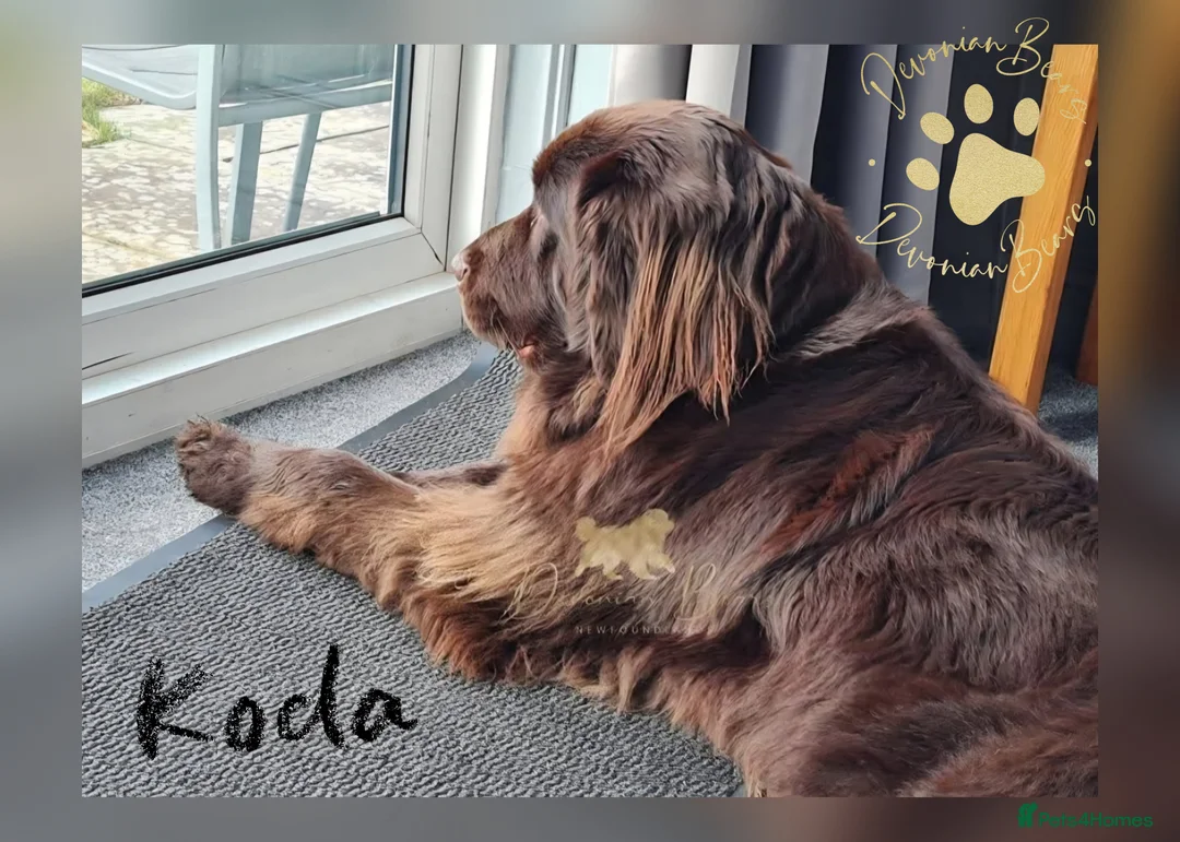 Newfoundland dogs for sale: FULLY Health tested Newfoundlands  - Advert 2