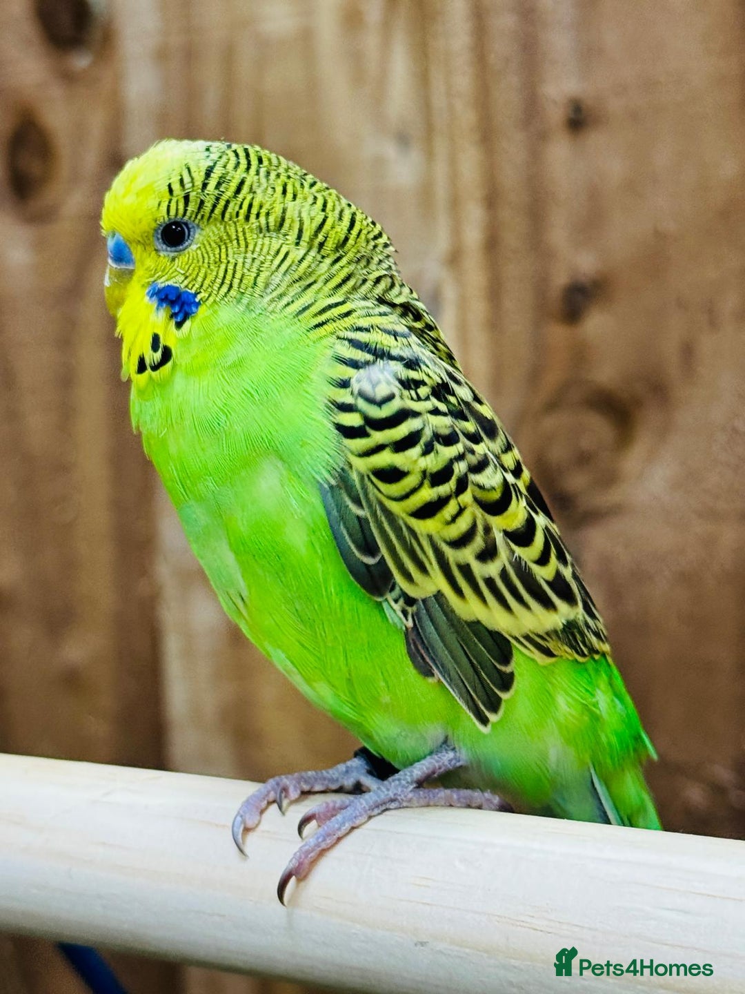 Budgerigars birds for sale: Budgies  - Advert 9