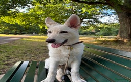 German Shepherd dogs for sale: 6 month old White Male GSD  - Image 1