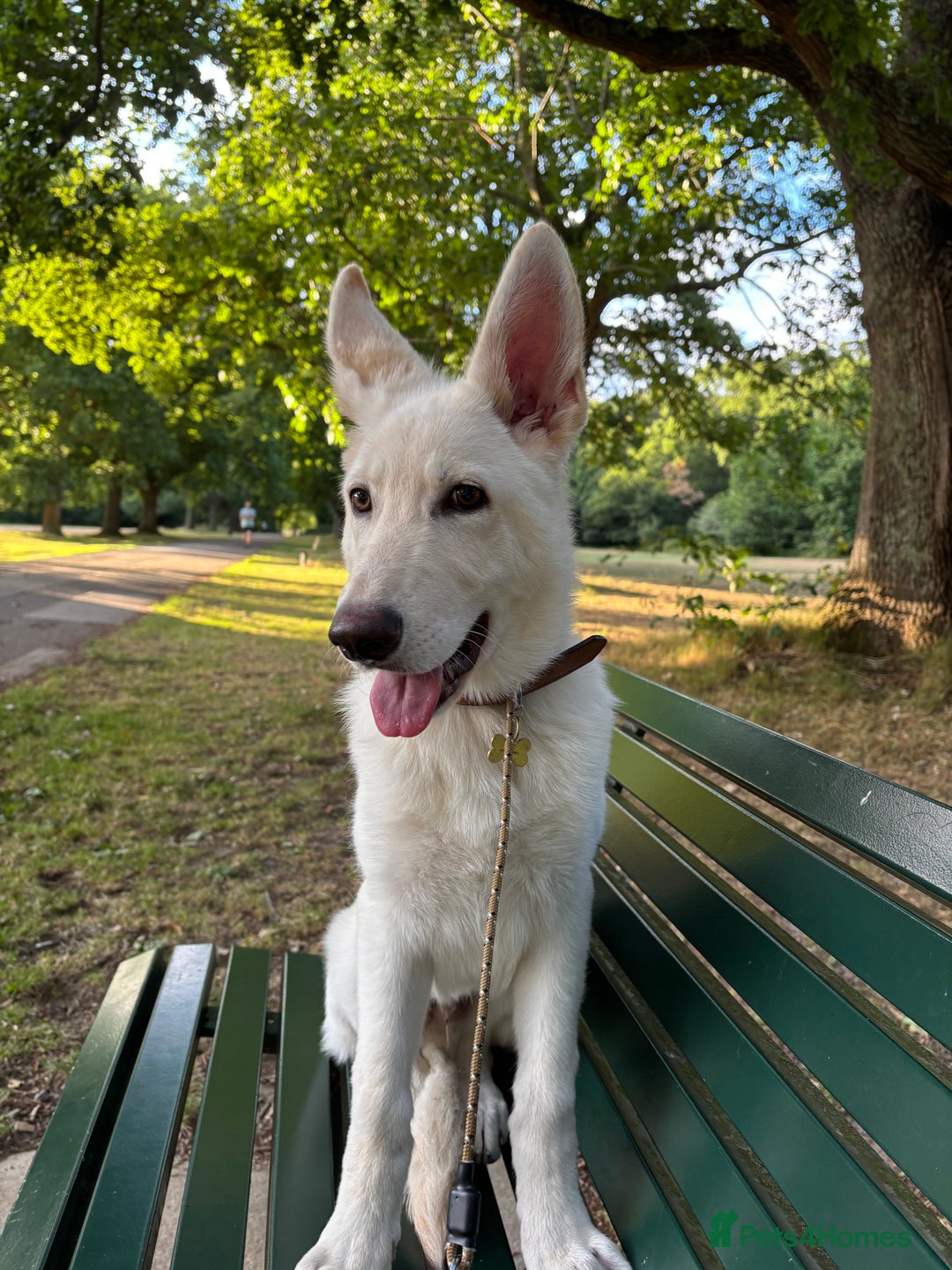 German Shepherd dogs for sale: 6 month old White Male GSD  - Image 1