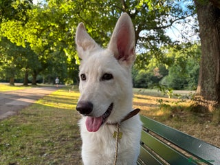 German Shepherd dogs - Advert 14