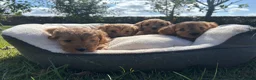 Cavapoo dogs for sale: Cavapoos🐶🥰 - Advert 10