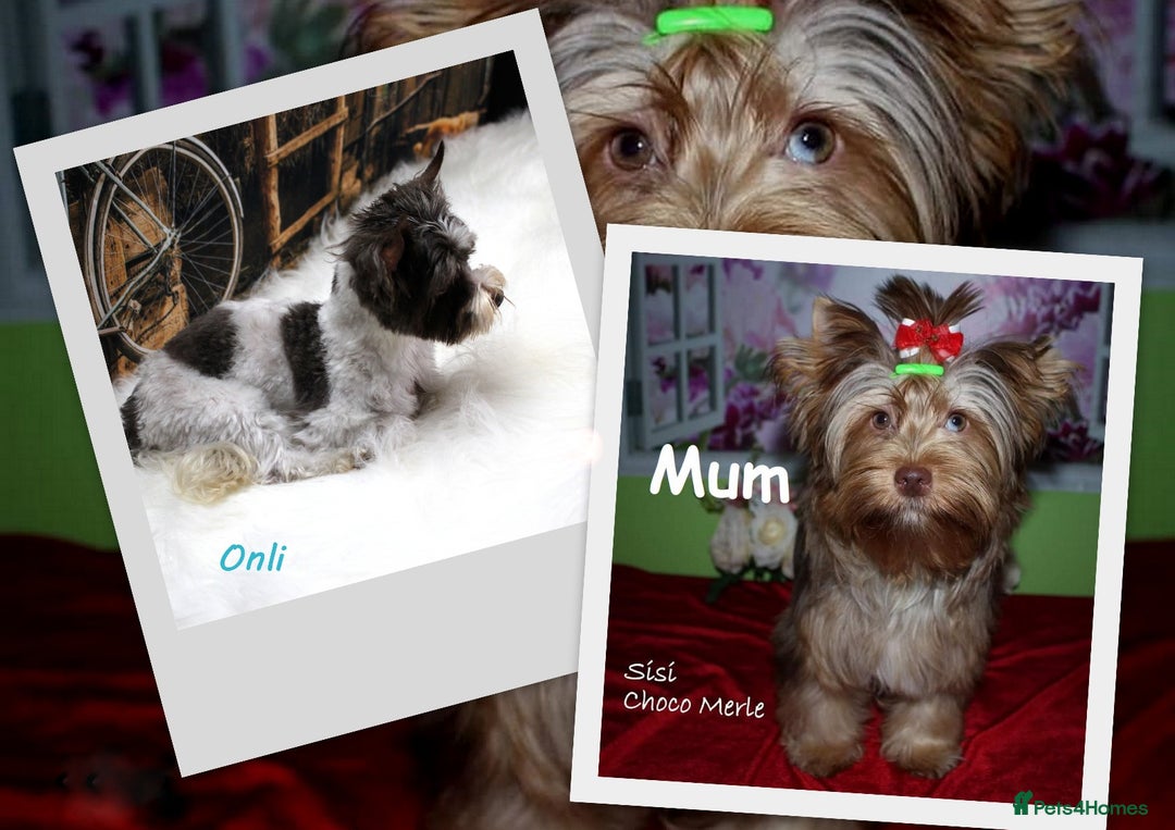 Yorkshire Terrier dogs for sale: Stunning Biro & Merle Yorkie Girls – Ready Nov 25 - Image 3