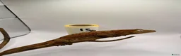 Gecko reptiles for sale: Crested and chahouas geckos - Advert 30