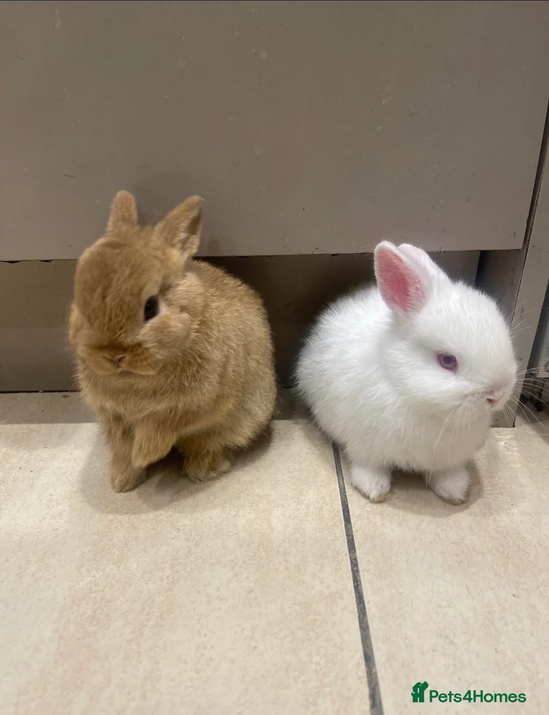 Netherland Dwarf rabbits for sale: Pure Netherland Dwarfs - Advert 1