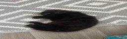 European cats for sale: Beautiful Kittens 🐱 available now - Advert 10