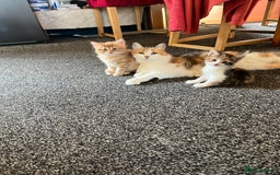 Mixed Breed cats for sale: Kittens  - Image 1