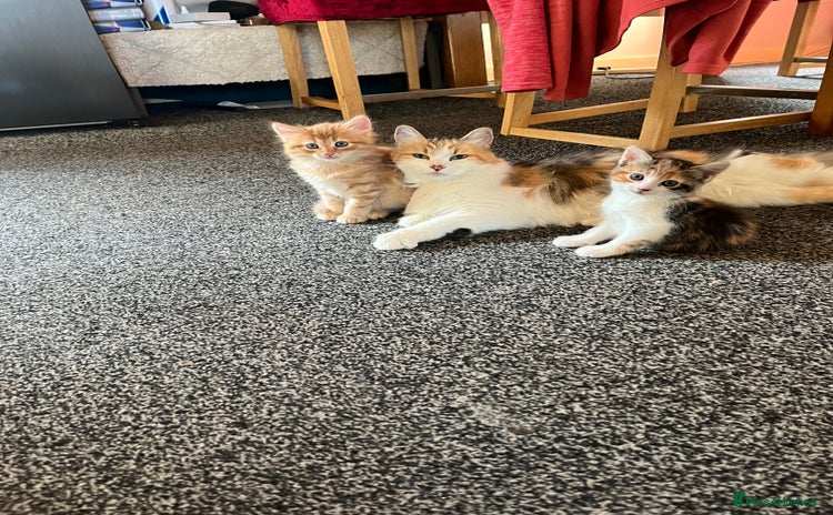 Mixed Breed cats - Advert 6