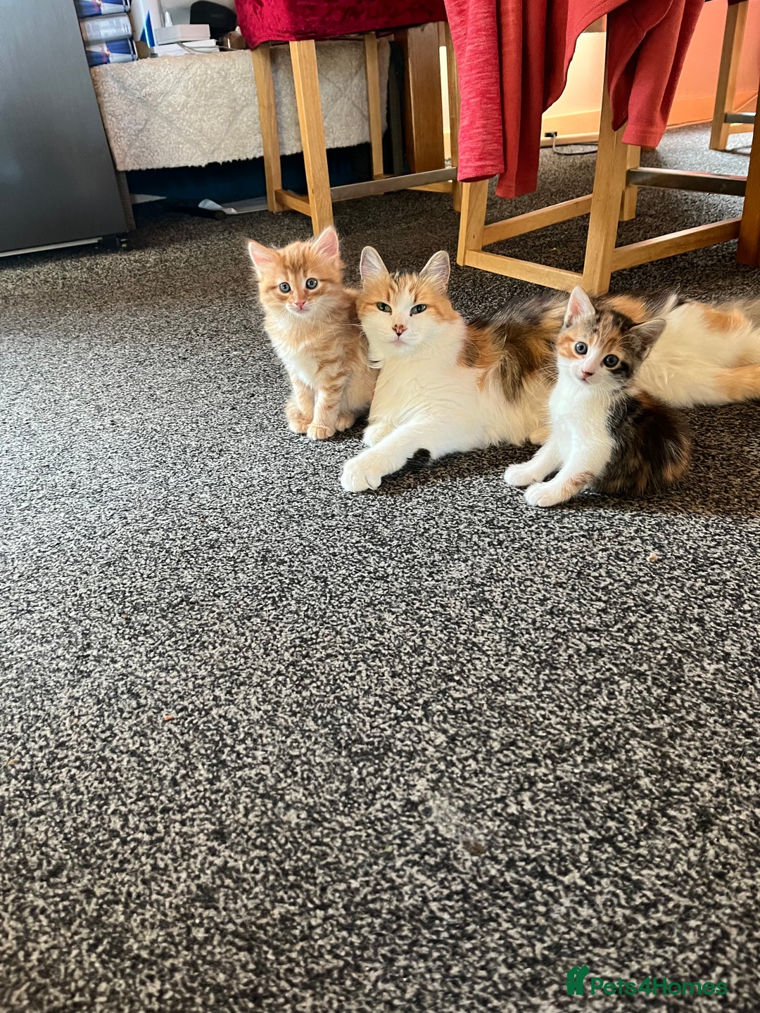 Mixed Breed cats for sale: Kittens  - Image 1