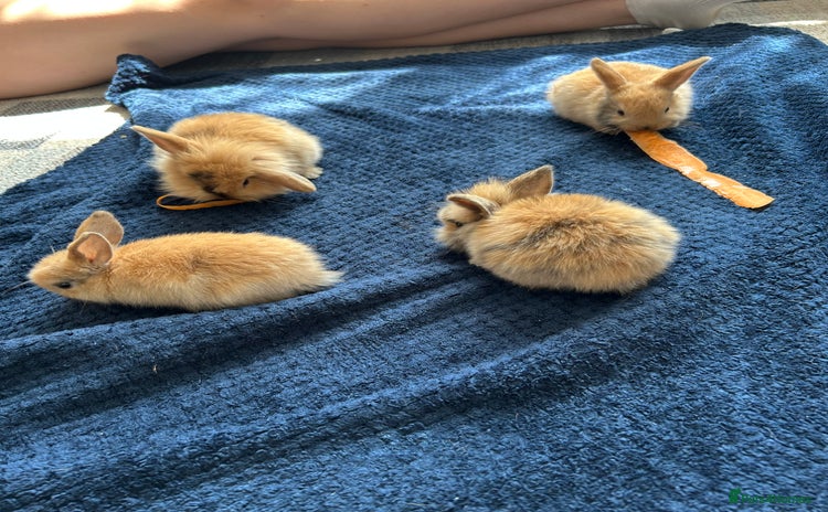 Mini Lion Lop rabbits - Advert 9