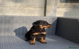Rottweiler dogs for sale: Beautiful Rottweilers - Image 8
