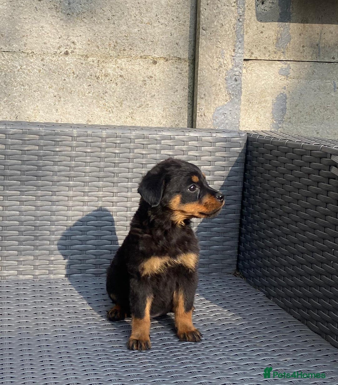 Rottweiler dogs for sale: Beautiful Rottweilers - Image 8