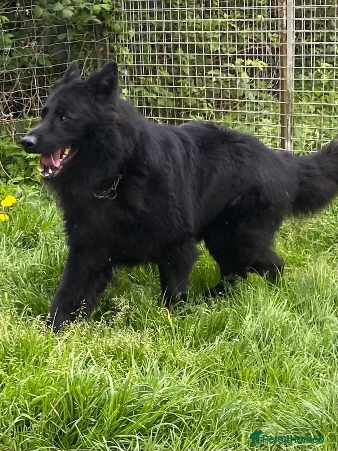 German Shepherd dogs for stud: Frankie Available Stud Fully Health Tested Clear in Wisbech - Advert 3